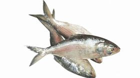 Hilsa Fish (Block)