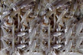 Kechki Fish (Block)
