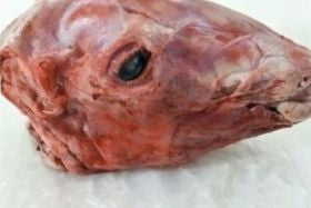 Halal Goat Head per lb