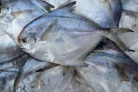Silver Pomfret 2Lb whole packet 0.5 lb