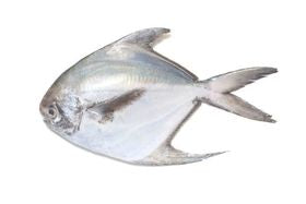 Silver Pomfret Big