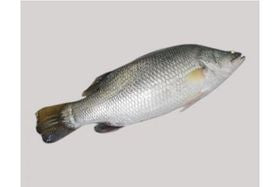 Koral Fish Block