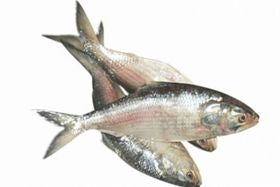Chandpur Hilsa Fish, 800- 1000 grams 2 lb