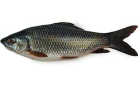 Nola FIsh Block