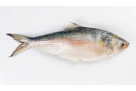 Hilsa 20+