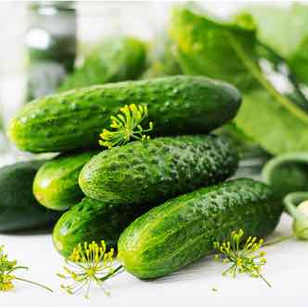 National Pickling Cucumber Seeds Organic and Non GMO Grow Your Own Cucumbers at Home