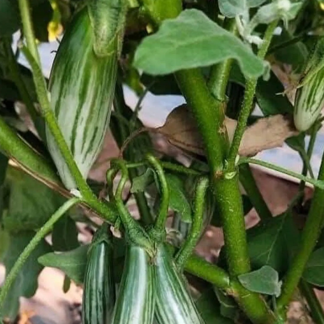Ablong Eggplant Seeds Thai Eggplant Rugby Variety High Yield Garden Seeds
