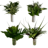 Tropical Greenery Foliage Round Bouquet Fresh Arrangement