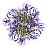 Wholesale Agapanthus Flowers Fresh Cut Stems