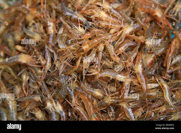 Asian Shrimp 12oz