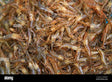 Asian Shrimp 12oz
