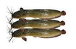 Magor Fish Steak 2lb