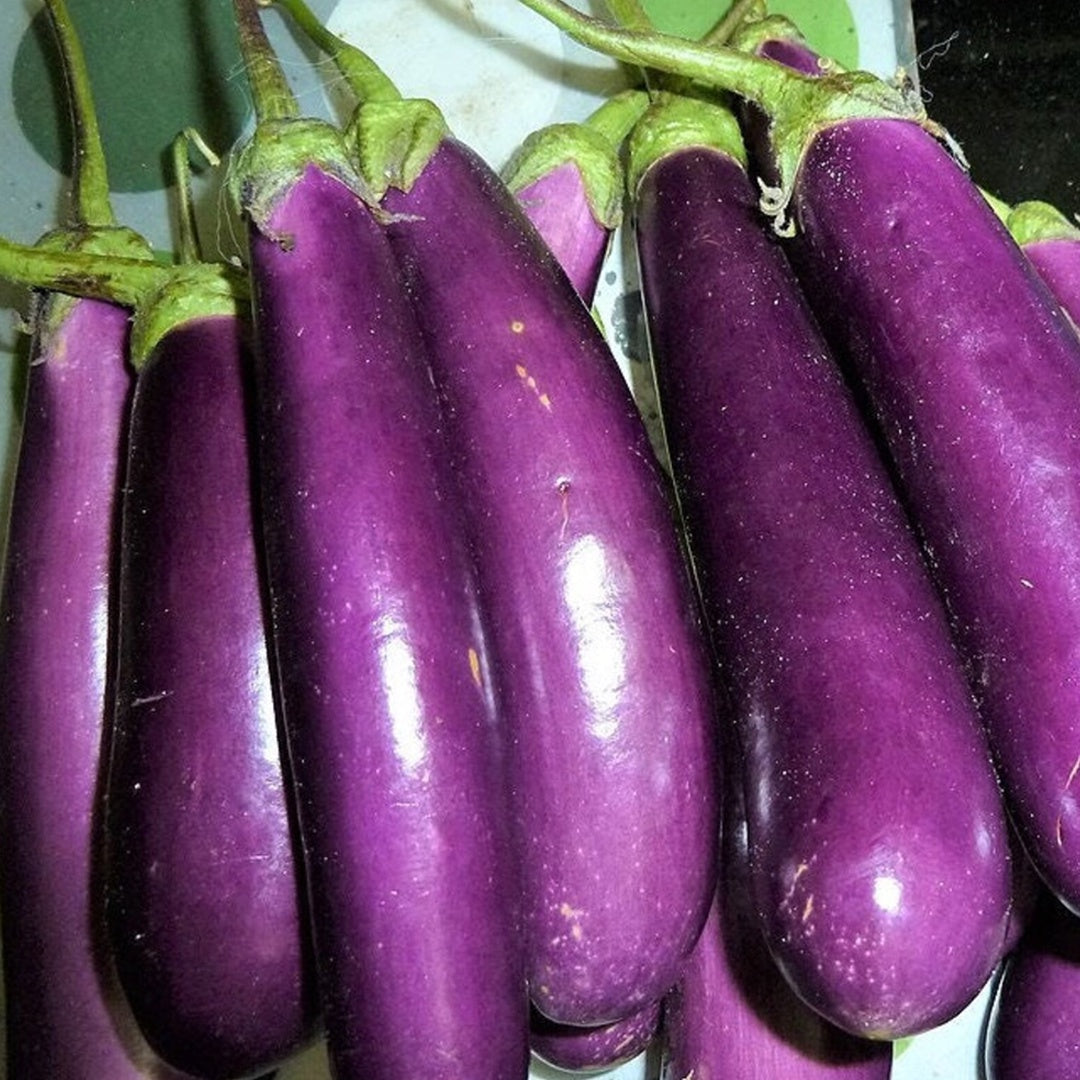 Long Purple Eggplant Seeds Heirloom Organic High Yield Garden Variety