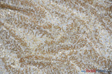 Spider Web Sequins Polyester Fabric - Metallic Web Sequins, Sheer, 54" Wide (1 Yard)