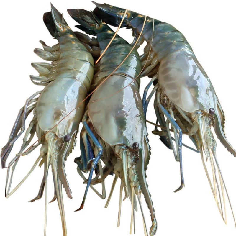 GOLDA CHINGRI LOOSE (2 LB) 6/8 size
