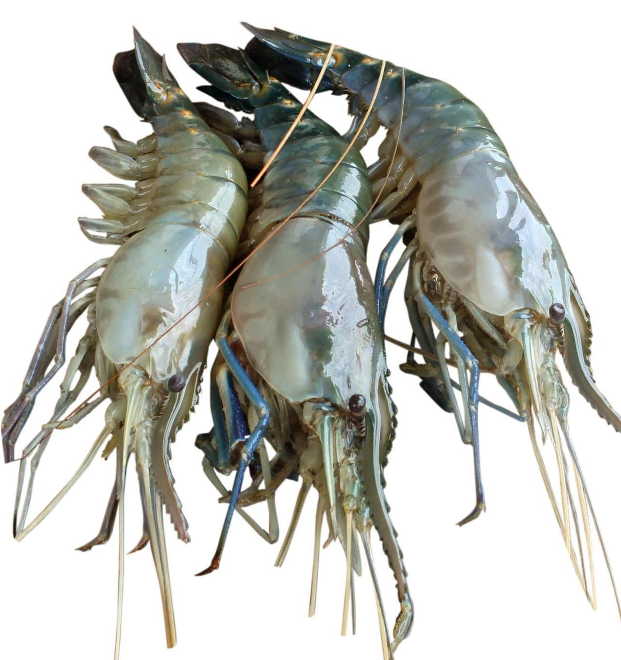 Golda Chingri Loose 2 Lb 6/8 Size