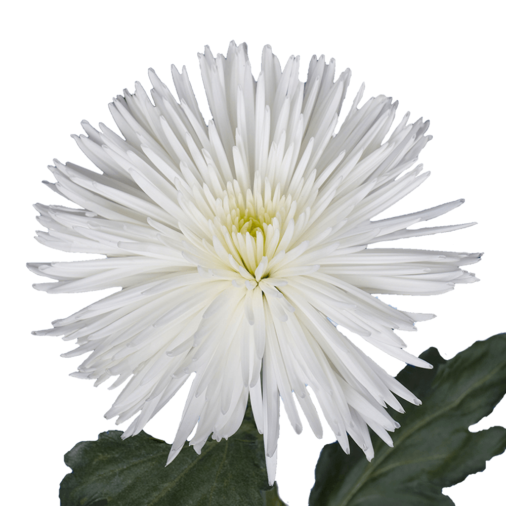 White Fuji Spider Mums Bunches – Fresh Cut Flowers