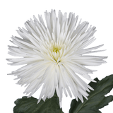 White Fuji Spider Mums Bunches – Fresh Cut Flowers