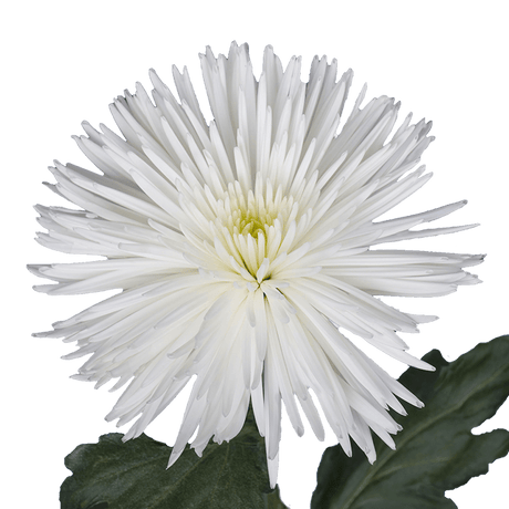 White Fuji Spider Mums Bunches – Fresh Cut Flowers