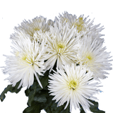 White Fuji Spider Mums Bunches – Fresh Cut Flowers