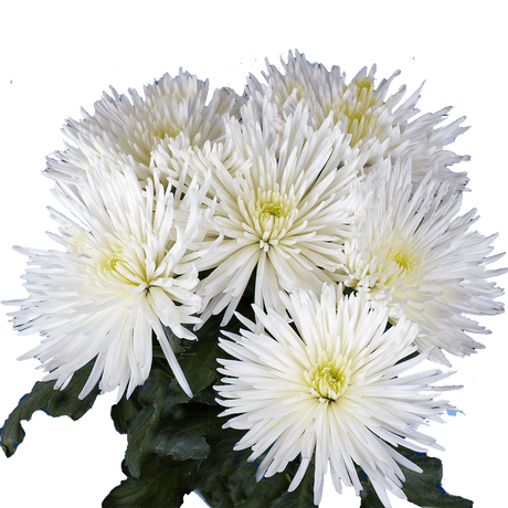 White Fuji Spider Mums Bunches – Fresh Cut Flowers