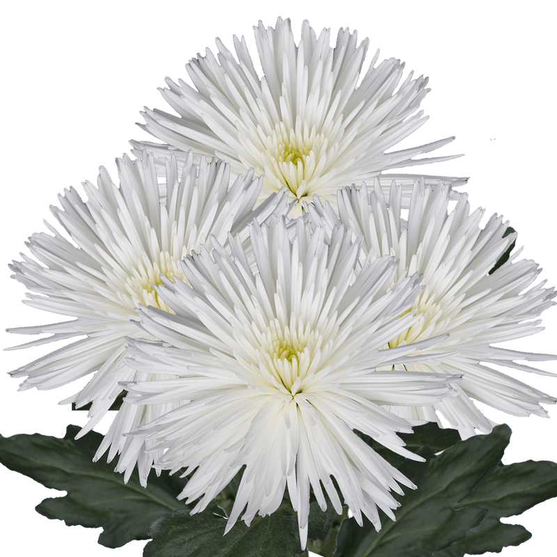 White Fuji Spider Mums Bunches – Fresh Cut Flowers