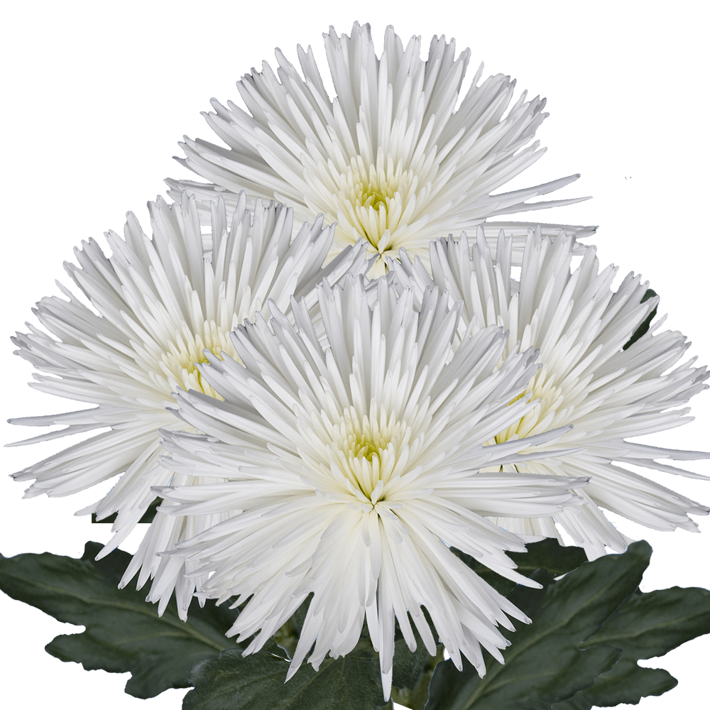 White Fuji Spider Mums Bunches – Fresh Cut Flowers