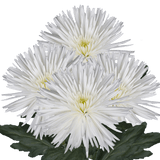 White Fuji Spider Mums Bunches – Fresh Cut Flowers