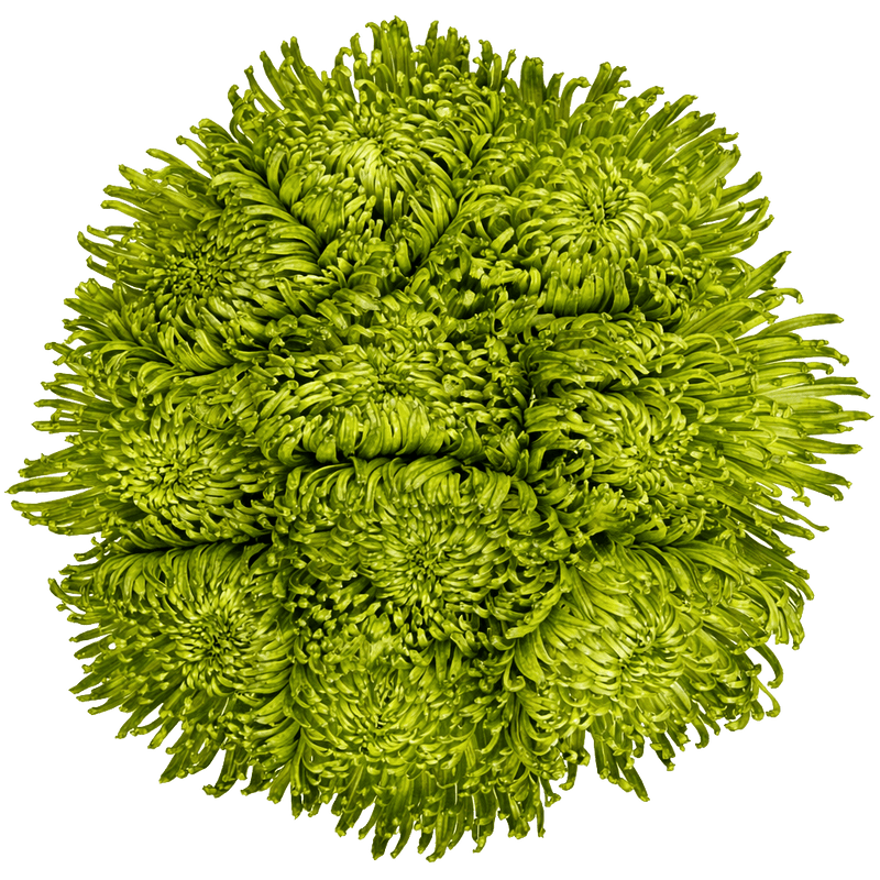 Green Fuji Spider Mums Bunches – Fresh Cut Flowers