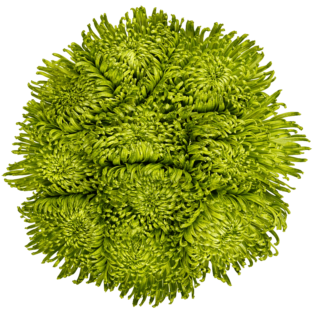 Green Fuji Spider Mums Bunches – Fresh Cut Flowers