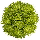 Green Fuji Spider Mums Bunches – Fresh Cut Flowers
