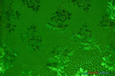 Koshibo Metallic Foil Print Polyester Fabric - Metallic Foil Print, 58/60" Width, Black, Fuchsia, Green (1 Yard)