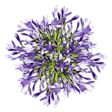 Blue Agapanthus Flowers for Events and Decor
