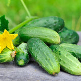 National Pickling Cucumber Seeds Organic and Non GMO Grow Your Own Cucumbers at Home
