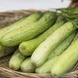 Korean Cucumber Seeds Non GMO Crisp Asian Variety for Home Gardening