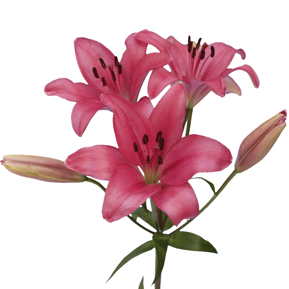 Premium Hot Pink Asiatic Lilies for Events