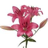 Premium Hot Pink Asiatic Lilies for Events