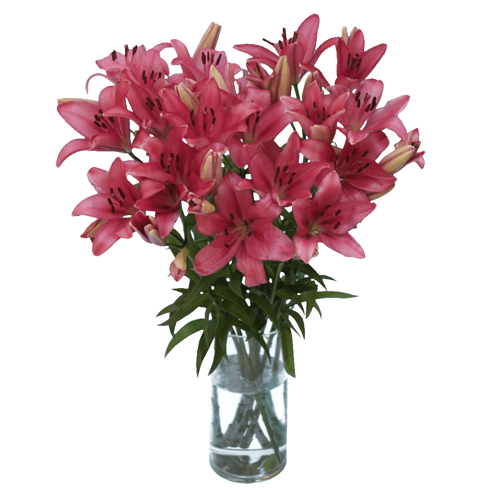 Bright Hot Pink Asiatic Lilies Bulk Stems