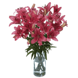 Bright Hot Pink Asiatic Lilies Bulk Stems