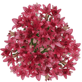 Bright Hot Pink Asiatic Lilies Bulk Stems