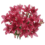 Premium Hot Pink Asiatic Lilies for Events