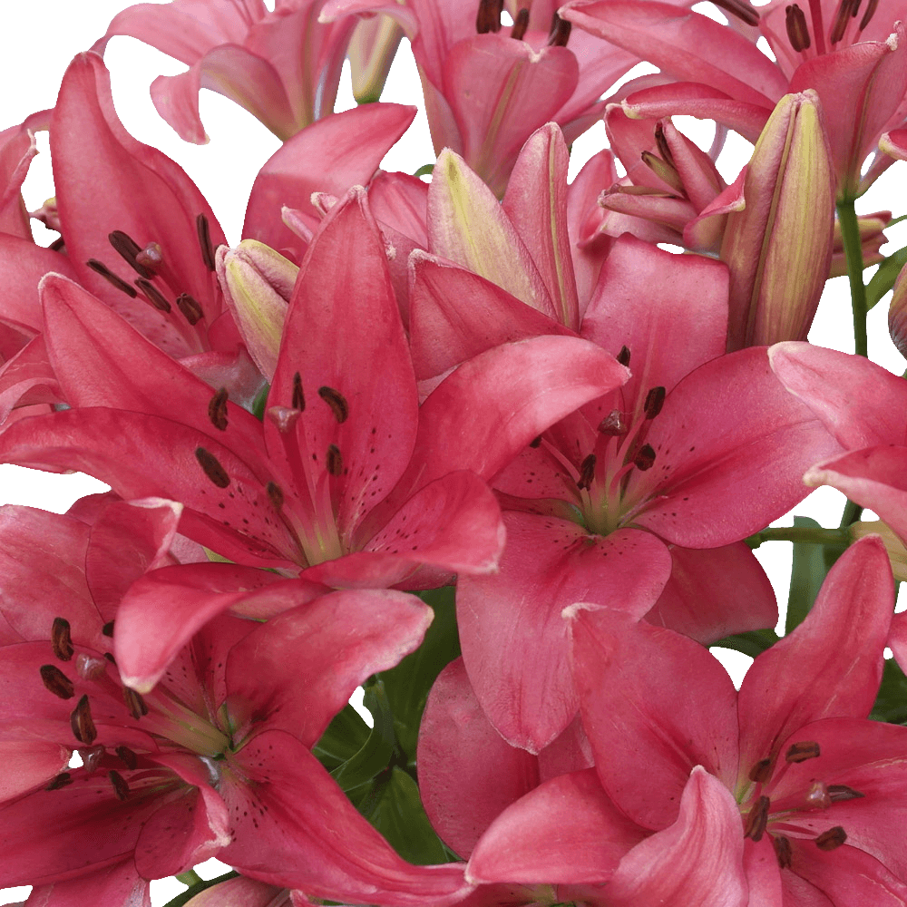 Hot Pink Asiatic Lilies Fresh Cut Bulk Flowers