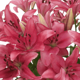 Hot Pink Asiatic Lilies Fresh Cut Bulk Flowers