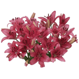 Hot Pink Asiatic Lilies Fresh Cut Bulk Flowers