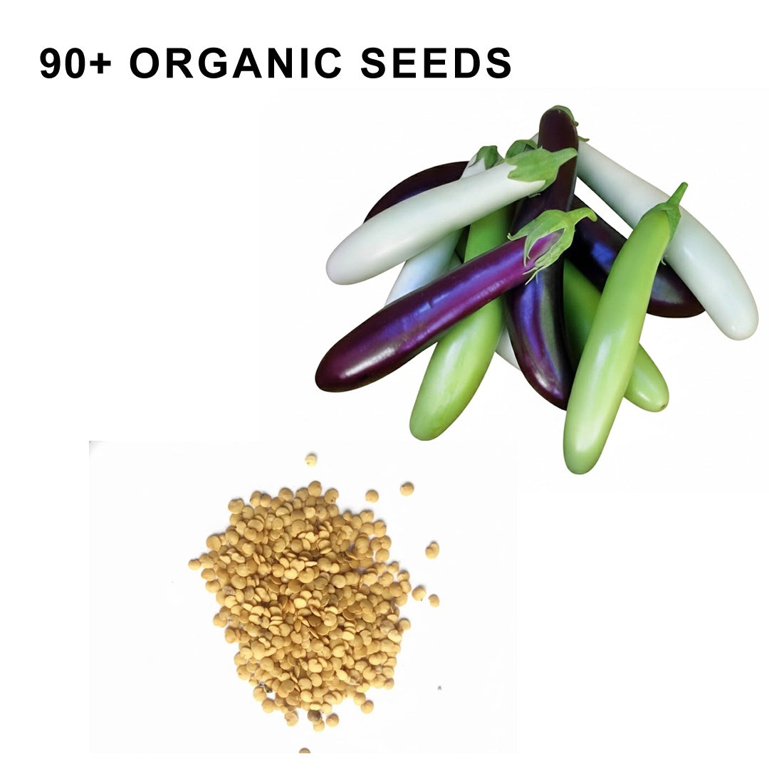 Fingerling Mix Eggplant Heirloom Seeds Good for Containers Patio and Balcony Organic Non GMO