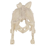 12" Pig Skeleton Halloween Decoration (Plastic Farm Animal Prop)