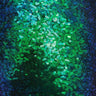 Iridescent All Over Sequins Polyester Fabric - Orange Iridescent, Black Mesh, 60" Width (1 Yard)
