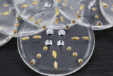 Plastic Button Clear Gold Etching Star 60L