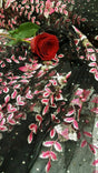 Pink Floral Embroidered Lace on Black Mesh