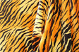 Tiger Velvet Fabric - Tiger Print, 4-Way Stretch, 36" X 60" (1 Yard)
